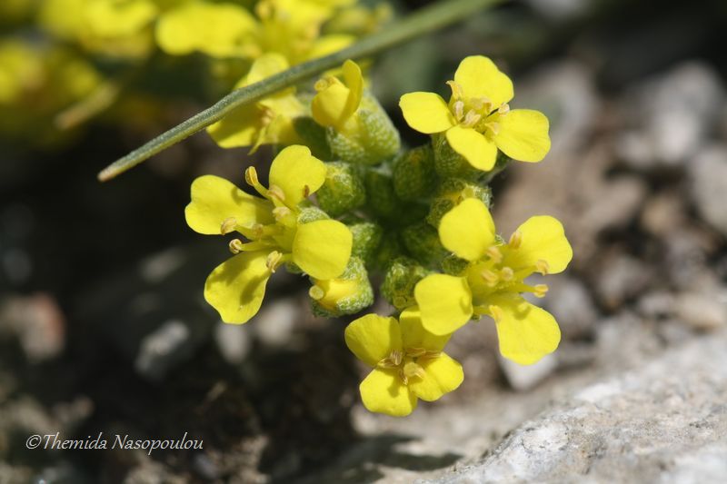 Alyssum handelii - endemita del M. Olimpo, Grecia